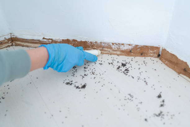 Best Termite Control Services  in Prestonsburg, KY